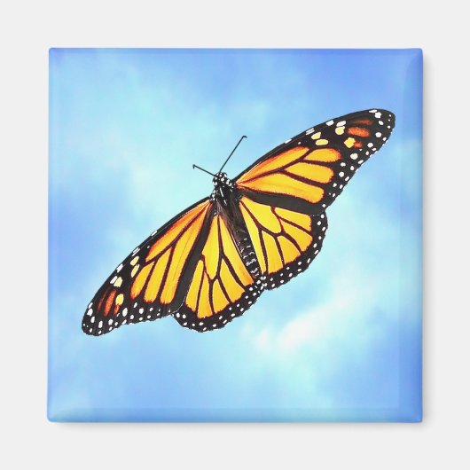 Monarch vlinder vierkante magneet (Voorkant)
