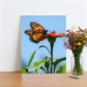 Monarch vlinder voeden op Oranje bloem Foto Afdruk