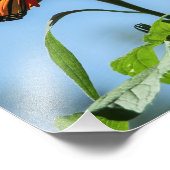 Monarch vlinder voeden op Oranje bloem Foto Afdruk (Hoek)