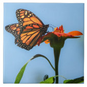 Monarch vlinder voeden op Oranje bloem Tegeltje (Voorkant)