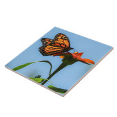 Monarch vlinder voeden op Oranje bloem Tegeltje (Zijkant)