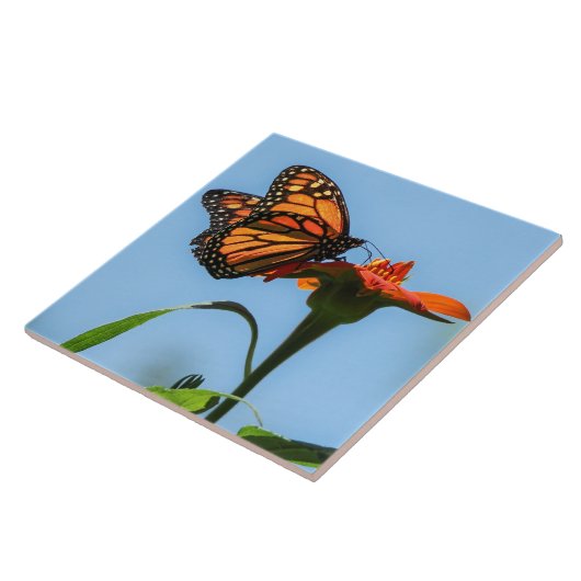 Monarch vlinder voeden op Oranje bloem Tegeltje (Zijkant)