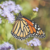 Monarch vlinder wilde bloemen grote Sticker (Voorkant)