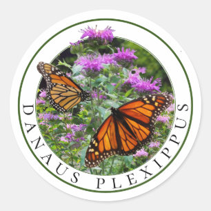 Monarch Vlinders en Bee Balm Monarda Ronde Sticker