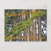Monarch vlinders op Point Pinole - Briefkaart (Voorkant)