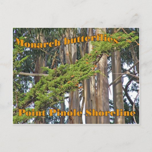 Monarch vlinders op Point Pinole - Briefkaart (Voorkant)
