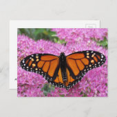 Monarch Wings on Pink - Butterfly Briefkaart (Voorkant / Achterkant)