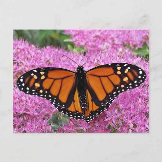 Monarch Wings on Pink - Butterfly Briefkaart (Voorkant)