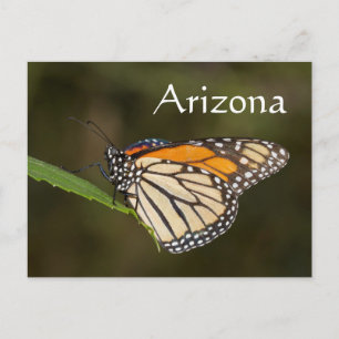Monarch zit op een blad, Arizona Briefkaart
