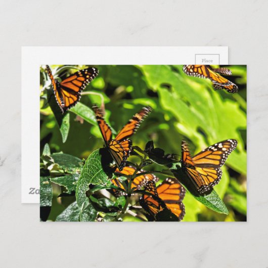 Monarchen Briefkaart (Voorkant / Achterkant)