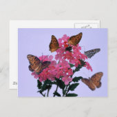 Monarchen en roze penta briefkaart (Voorkant / Achterkant)