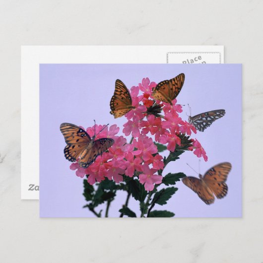 Monarchen en roze penta briefkaart (Voorkant / Achterkant)