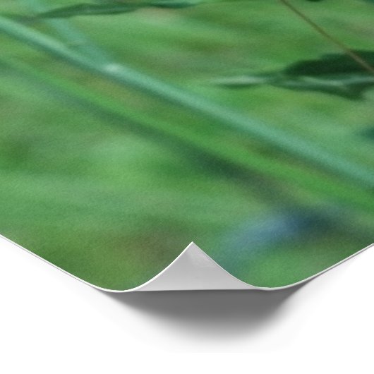 Monarchen op de vlinderdarm poster (Hoek)