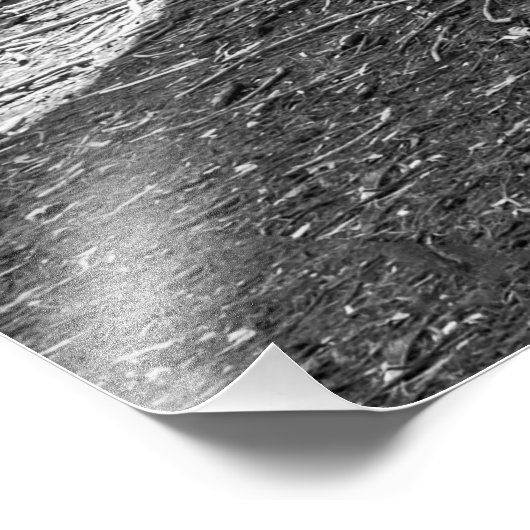 Monarchen van het bos (zwart-wit) foto afdruk (Hoek)