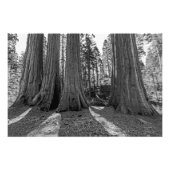 Monarchen van het bos (zwart-wit) foto afdruk (Voorkant)