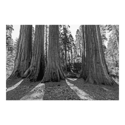 Monarchen van het bos (zwart-wit) foto afdruk (Voorkant)