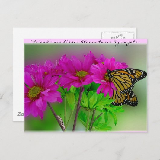 Monarchs & Daisies Postcard Briefkaart (Voorkant / Achterkant)