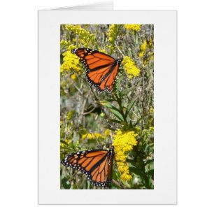 Monarchs op Goldenrod