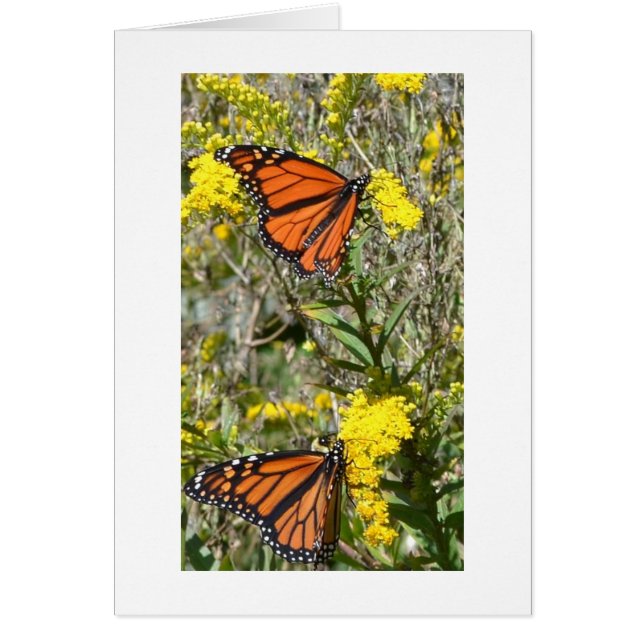 Monarchs op Goldenrod (Voorkant)