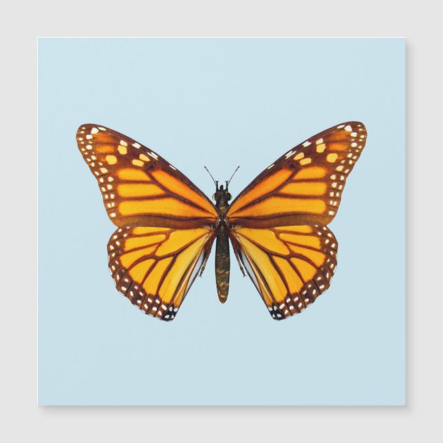 Monarchvlinder (Voorkant)