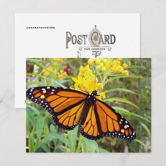 Monarchvlinder - Briefkaart (Voorkant / Achterkant)