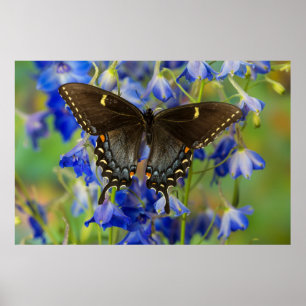 Monarchvlinder   Danaus Plexippus Poster