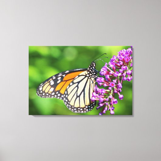 Monarchvlinder - Danaus plexippus - Vrouwtje Canvas Afdruk (Voorkant)