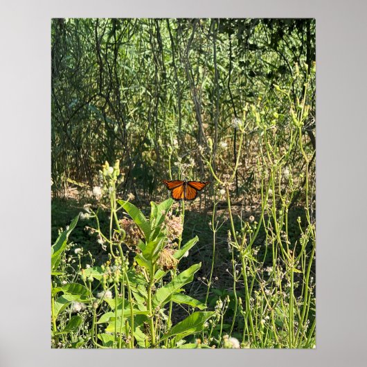 Monarchvlinder Foto Poster (Voorkant)