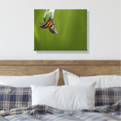 Monarchvlinder komt tevoorschijn uit coconfoto canvas afdruk (Insitu (Slaapkamer))