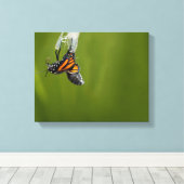 Monarchvlinder komt tevoorschijn uit coconfoto canvas afdruk (Insitu (Houten vloer))