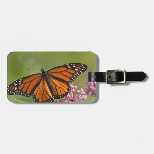 Monarchvlinder mannetje op moeraszijde bagagelabel (Voorkant horizontaal)