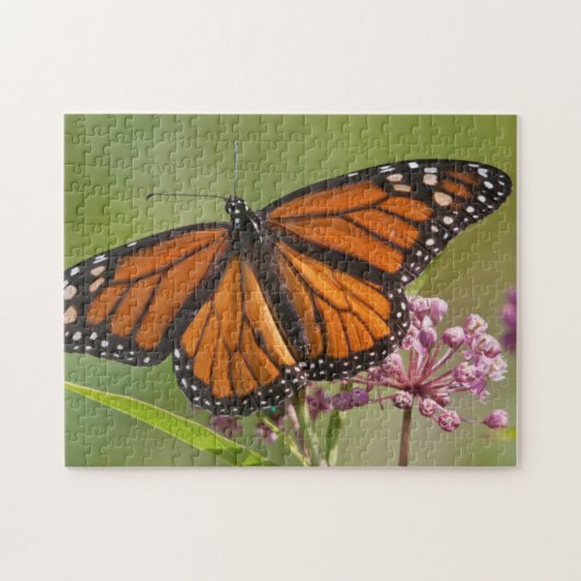 Monarchvlinder mannetje op moeraszijde legpuzzel (Horizontaal)