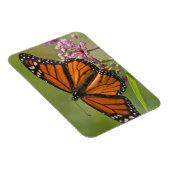 Monarchvlinder mannetje op moeraszijde magneet (Rechterzijde)