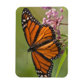 Monarchvlinder mannetje op moeraszijde magneet (Verticaal)