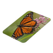 Monarchvlinder mannetje op moeraszijde magneet (Linkerzijde)