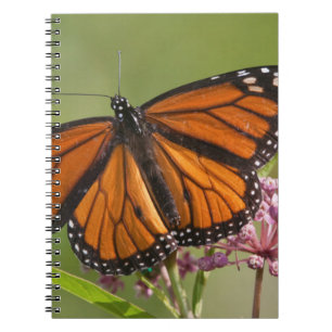 Monarchvlinder mannetje op moeraszijde notitieboek