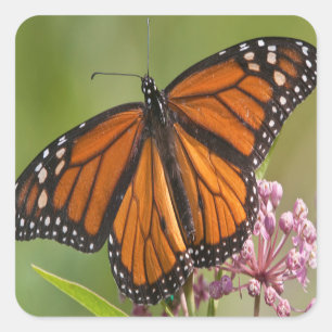 Monarchvlinder mannetje op moeraszijde sticker