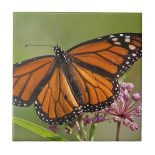 Monarchvlinder mannetje op moeraszijde tegeltje