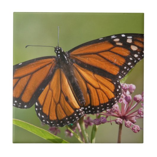 Monarchvlinder mannetje op moeraszijde tegeltje (Voorkant)