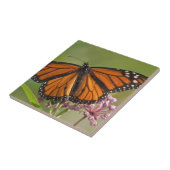 Monarchvlinder mannetje op moeraszijde tegeltje (Zijkant)