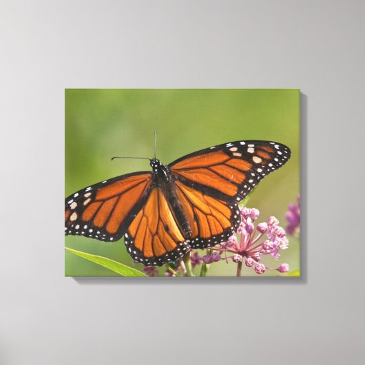 Monarchvlinder mannetje op moeraszijdebloem canvas afdruk (Voorkant)