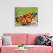 Monarchvlinder mannetje op moeraszijdebloem canvas afdruk (Insitu (Woonkamer))