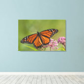 Monarchvlinder mannetje op moeraszijdebloem canvas afdruk (Insitu (Houten vloer))