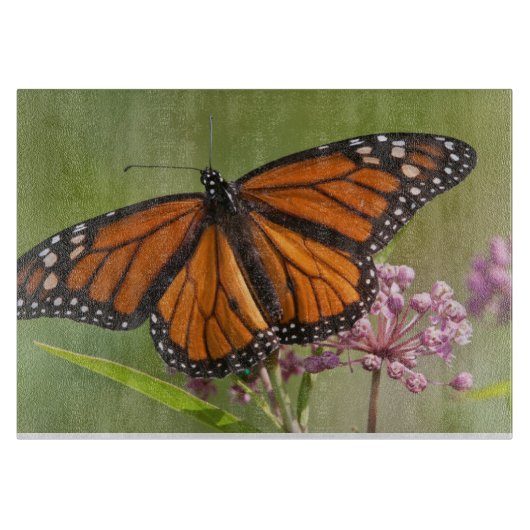 Monarchvlinder mannetje op moeraszijdebloem snijplank (Voorkant)