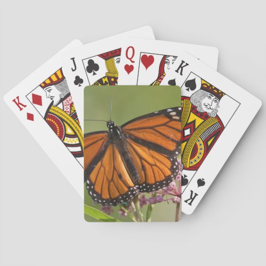 Monarchvlinder mannetje op moeraszijdebloem speelkaarten (Achterkant)