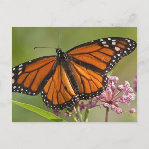 Monarchvlinder mannetje op moeraszijdeplant briefkaart