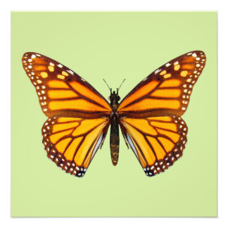 Monarchvlinder Natuurlijke Muurkunst Foto Afdruk