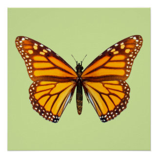 Monarchvlinder Natuurlijke Muurkunst Perfect Poster