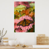 Monarchvlinder op een Gerbera| Danaus Plexippus Poster (Keuken)