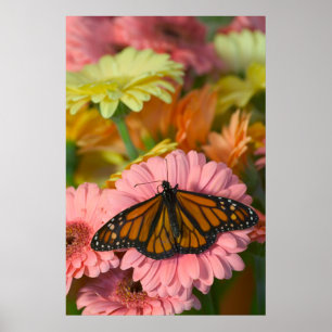 Monarchvlinder op een Gerbera Danaus Plexippus Poster